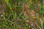 Lentil vetch